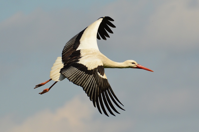 beak, animal wildlife, plumage, animals, no people, animal Nest, 4K, flying, elegant, clear sky, animal, one animal, vertebrate, selective, stork, photograph
