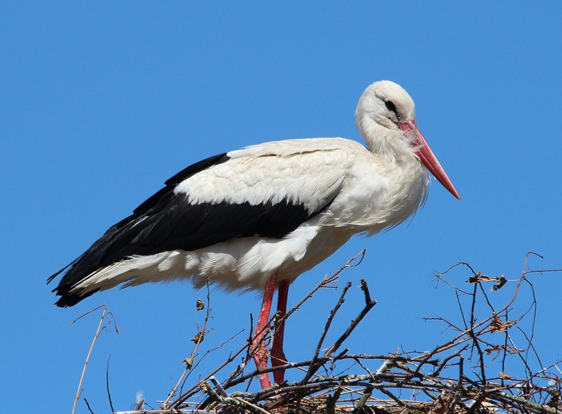 bill, stork village, beak, ciconia ciconia, animal themes, vertebrate, animals in the wild, animals, sky, stork, blue, white color, animal Nest, wildlife