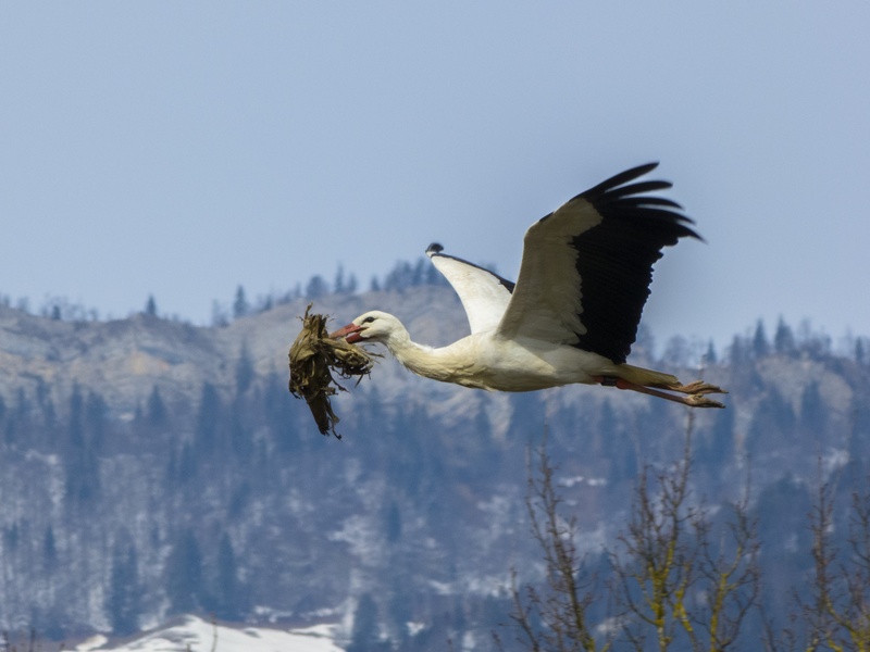 animal wildlife, sky, vertebrate, beauty in nature, one animal, tree, stork, black, day, beaked, bird of prey, eagle, animals in the wild, 2K, mid-air