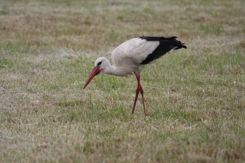 land, animal body part, white storks, rattle stork, animals in the wild, side view, no people, grass, White Stork, Rattle, animal wildlife, vertebrate
