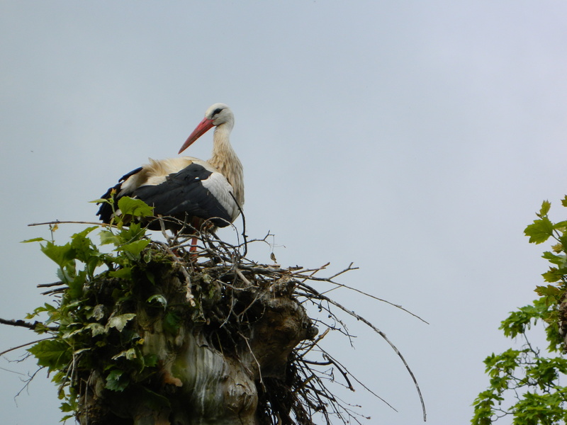 outdoors, stork, bird, nest, sky, plant, animal family, baby, nature, birds, storks, vertebrate, 4K, animal themes, low angle view, animal nest, two animals