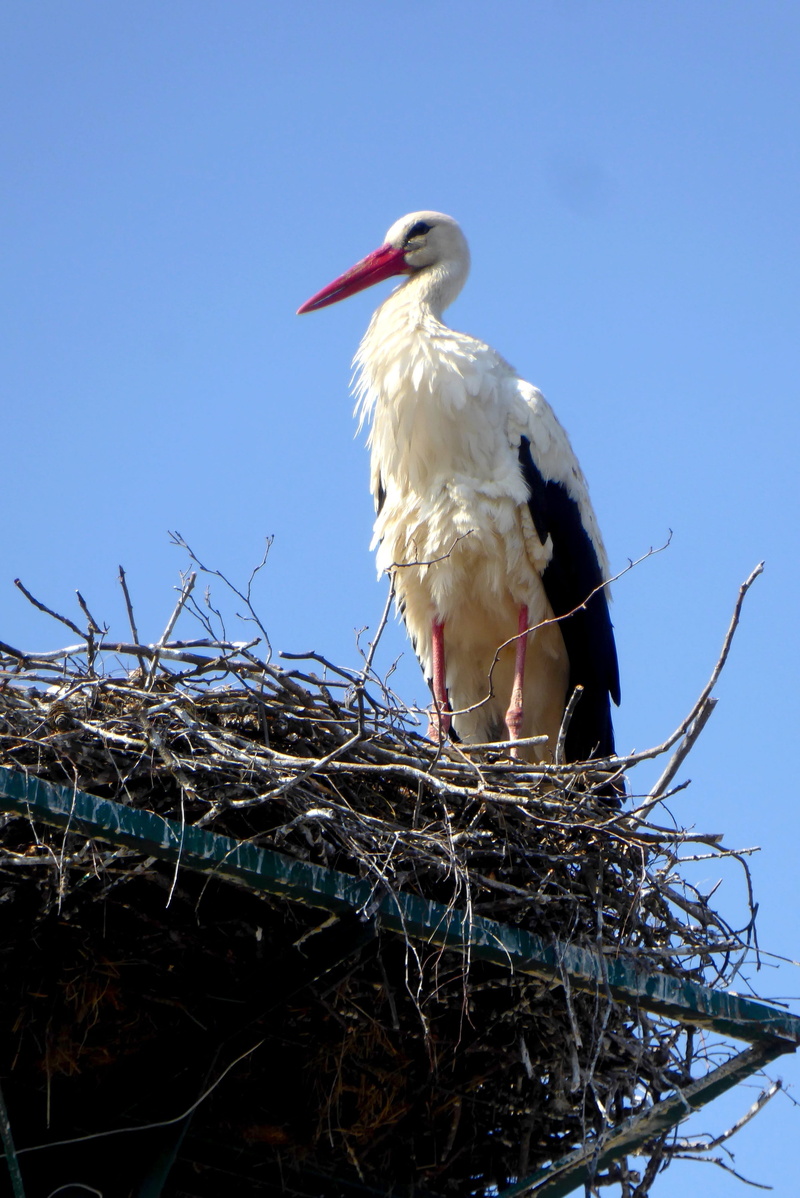 no people, animals in the wild, white stork, nest, animal themes, 4K, bird, perching, beak, stick - plant part, low angle view, clear sky, animal nest