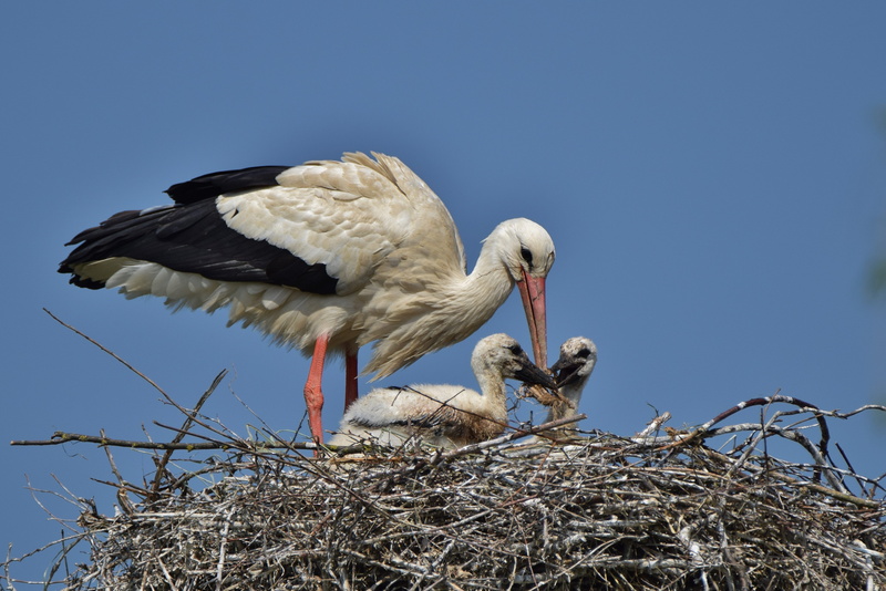 animal wildlife, stork young, bird, vertebrate, animal family, animal, stork feeding, stork chicks, birds, storchennest, beak, animal themes, two animals