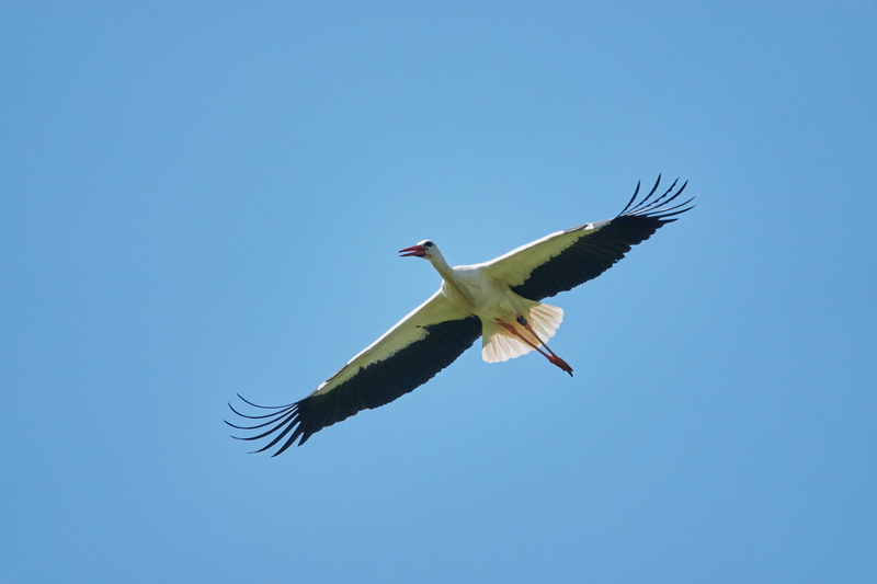 freedom, day, sky blue, stork, no people, animal wildlife, motion, rattle stork, animal wing, spread wings, nature, 5K, animal themes, mid-air, feather