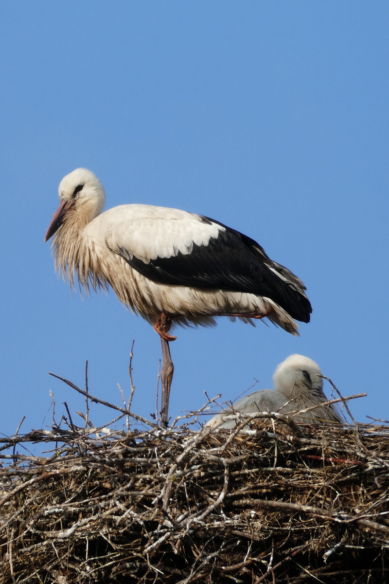 sky, stork, animal world, one animal, bird nest, plumage, vertebrate, flying, rattle stork, beak, animals in the wild, copy space, no people, white stork