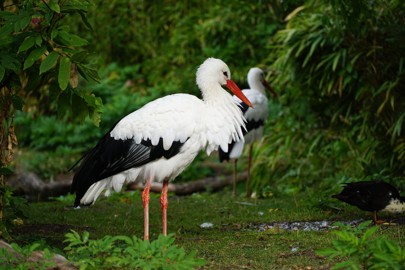 outdoors, one animal, birthday, storks, water, germany, plumage, land, rattle stork, elegant, bird, no people, baby, vertebrate, lake, beak, stork, animals in the wild