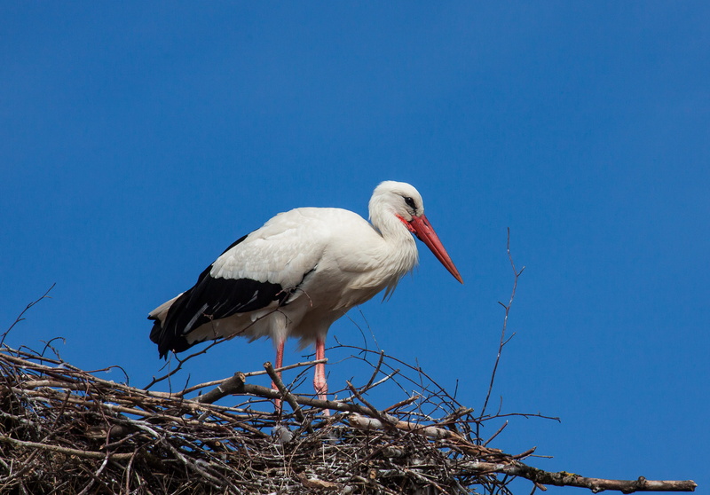 poultry, animal, beak, outdoors, clear sky, summer, vertebrate, day, blue, freshwater bird, bird, side view, ecosystem, animals in the wild, animal wildlife