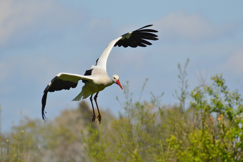 animals in the wild, plant, day, nature, one animal, animal, profile view, stork, rattle stork, sky, animal wildlife, flying, mid-air, animals, motion