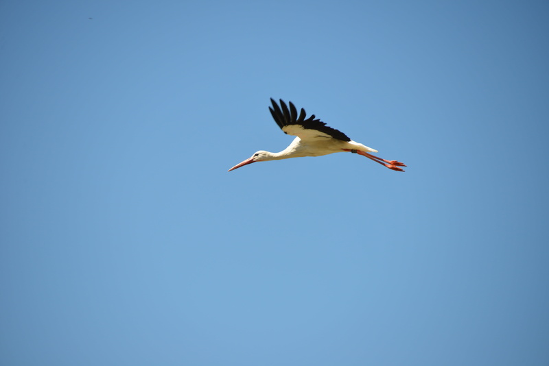 animal wildlife, blue, one animal, rattle stork, bird, day, animal, wildlife, copy space, animal wing, clear sky, flying, stork, animals in the wild, vertebrate