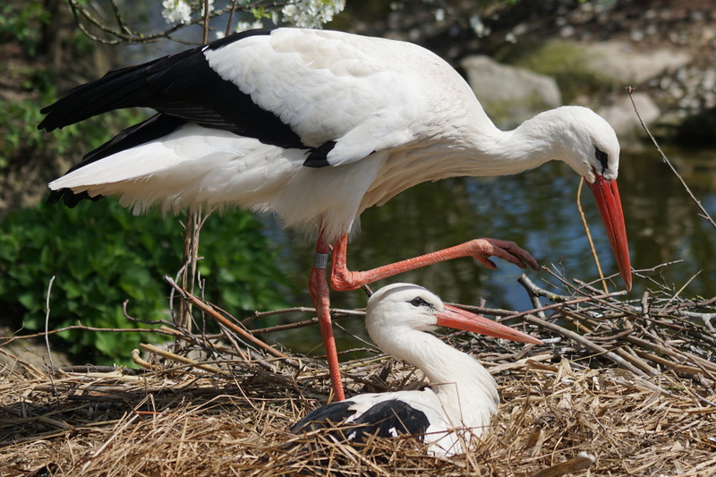 5K, day, animal nest, two, animal family, nest, plant, two animals, ciconia ciconia, white, white color, bird, animals in the wild, vertebrate, no people
