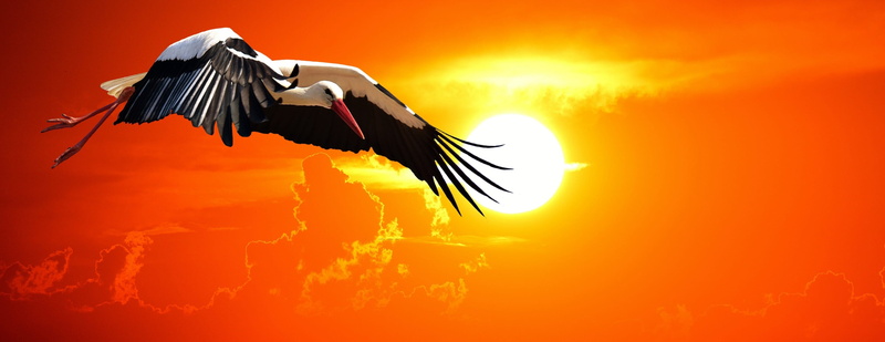 rattle stork, feather, animal body part, beauty in nature, animals, 2K, nature, vertebrate, bird, spread wings, one animal, sky, motion, animal wildlife