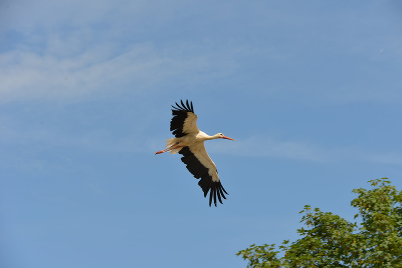 tree, vertebrate, rattle stork, roof, animals, idyllic, leaves, day, sky, nature, one animal, mid-air, outdoors, 5K, summer, eagle, animal, fly, no people
