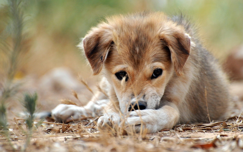 looking at camera, one Animal, animal themes, animals in the wild, fur, young Animal, nature, dog, brown, short, alertness, portrait, mammal, selective focus