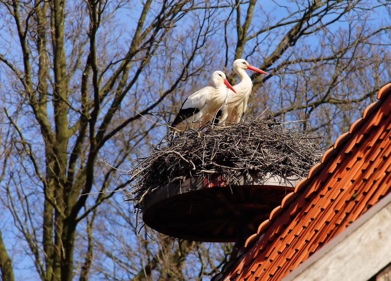 built structure, no people, day, one animal, 4K, stork, bill, animals in the wild, daytime, storchennest, nature, vertebrate, nest, storks, group, animal wildlife