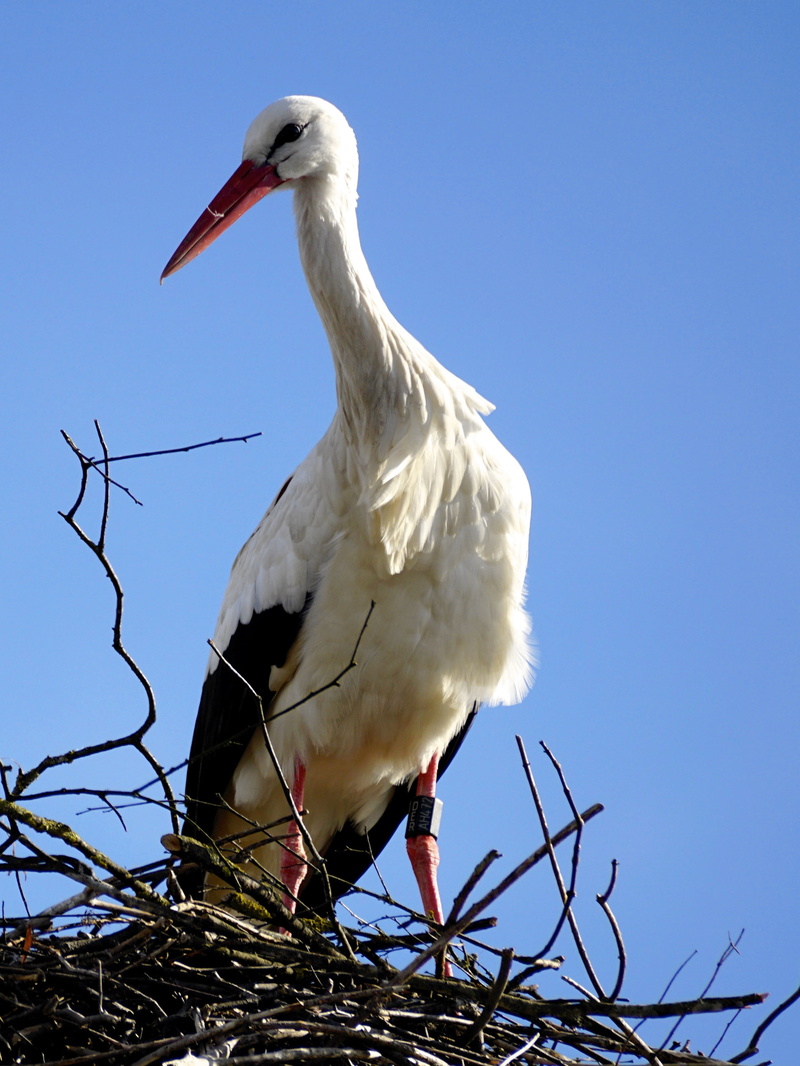 2K, nature, animals in the wild, nest, birds, low angle view, stork, bill, clear sky, day, white color, rattle stork, storks, one animal, beak, animal themes