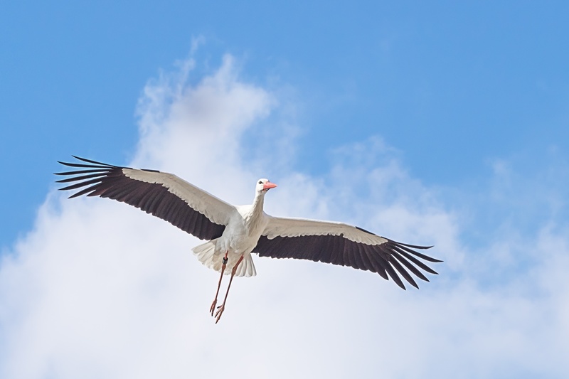 bird, feather, vertebrate, adebar, one animal, animal portrait, animal, bill, sky, white stork, fly, 2K, animal body part, no people, animal wildlife