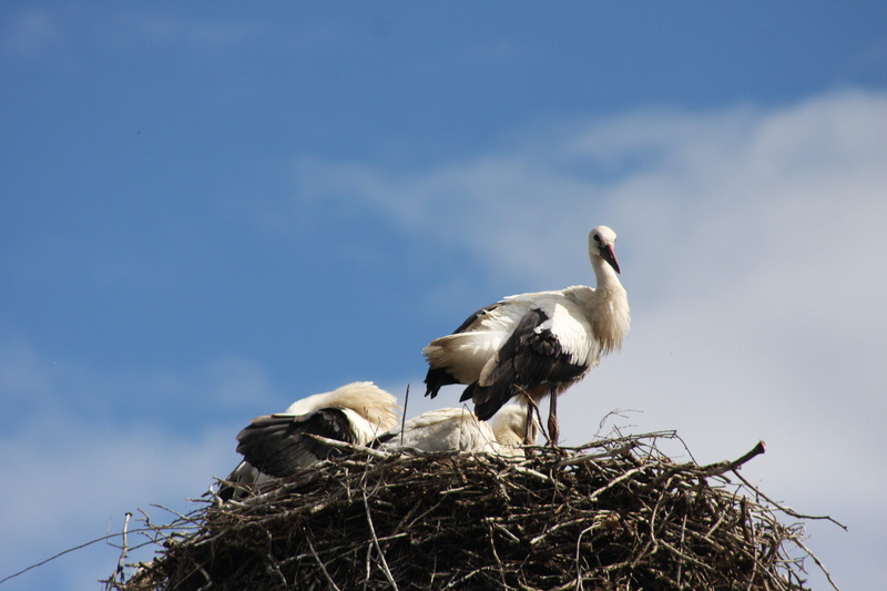 animal family, animal wildlife, spring, sky blue, animal themes, bird nest, white stork, bill, group of animals, vertebrate, bird, day, cloud - sky, 4K