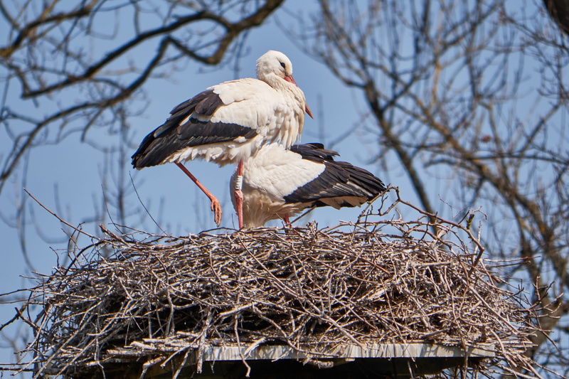 meadow, animal, black and white, low angle view, animal family, fly, animal wildlife, outdoors, animal portrait, plant, eagle, stand, birds, white stork