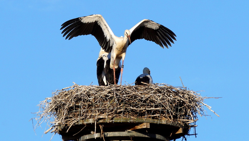Fly, blue, departure, nest, sky, animals in the wild, Wing, outdoors, geflieder, young animal, animal, breed, group of animals, Stork, animal family, vertebrate