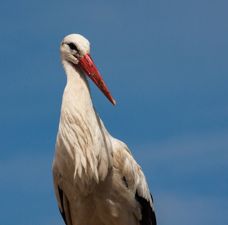 animal body part, animal wildlife, blue, outdoors, close-up, nature, vertebrate, storks, bird, day, no people, white stork, poultry, blue background, stork