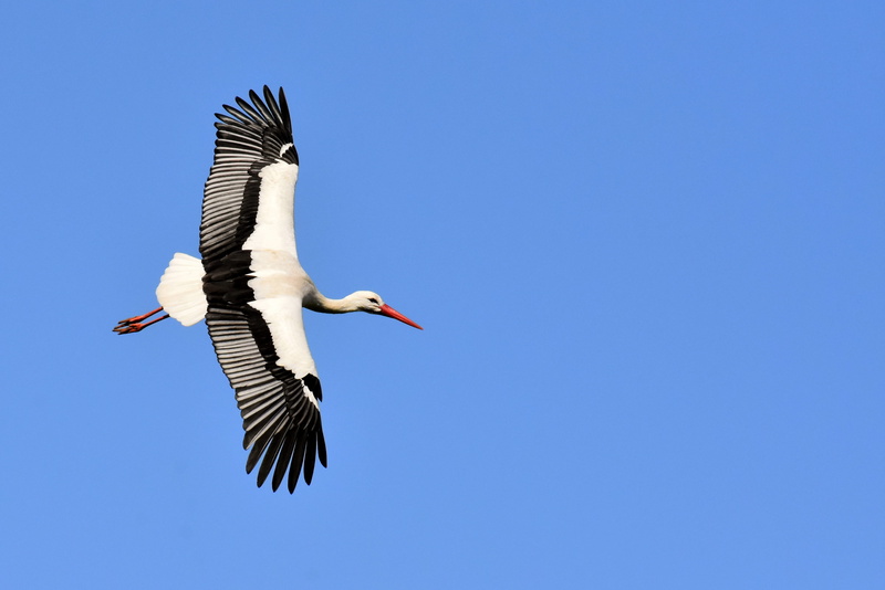 spread wings, stork, low angle view, animal body part, flying, animal, rattle stork, animals in the wild, copy space, 4K, animal world, fly, daytime, storks