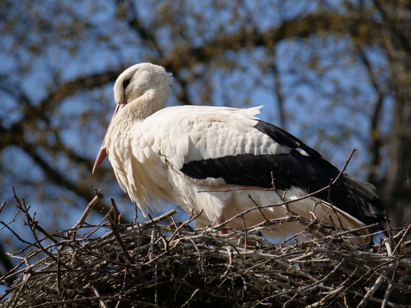 day, animal, white color, animals in the wild, animal themes, low angle view, sunlight, no people, outdoors, one animal, stork, vertebrate, white stork