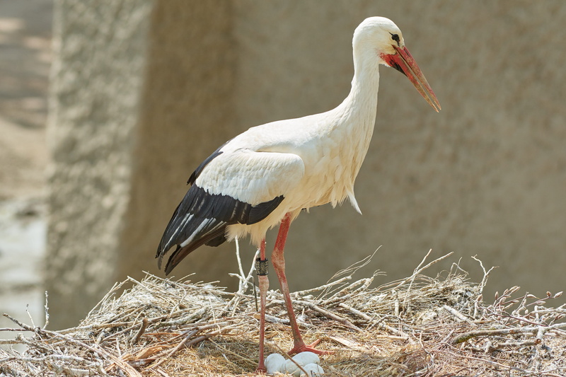 focus on foreground, plant, animal world, nest, white color, animals in the wild, bird, rattle stork, stork, outdoors, beak, side view, vertebrate, animal themes
