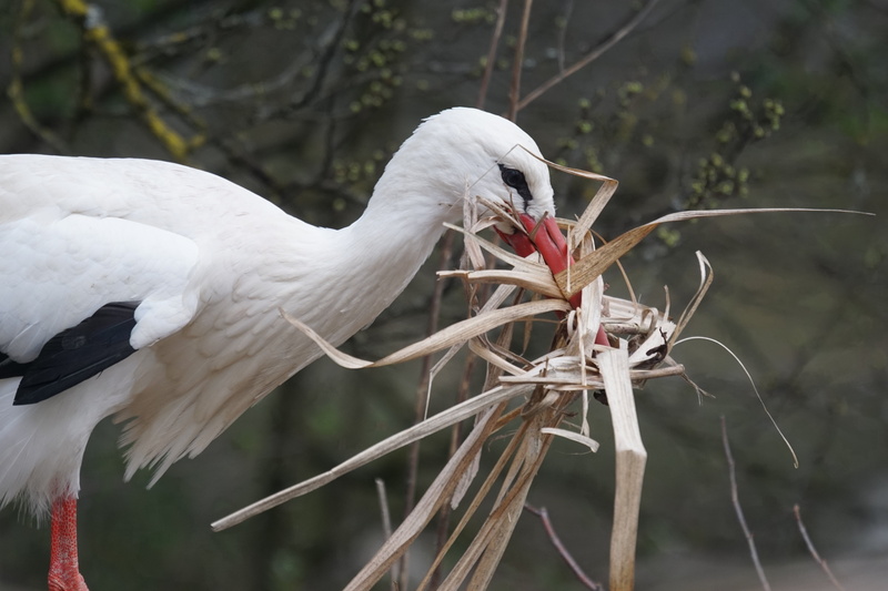 pride, white stork, branch, close-up, one animal, stork, large beak, beak, storchennest, animal wildlife, tree, bird, adebar, vertebrate, day, animal neck