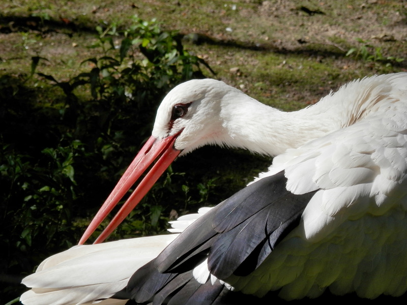 outdoors, nature, summer, one animal, focus on foreground, animals in the wild, animal wildlife, animal themes, bird, bill, plumage, beak, animal body part
