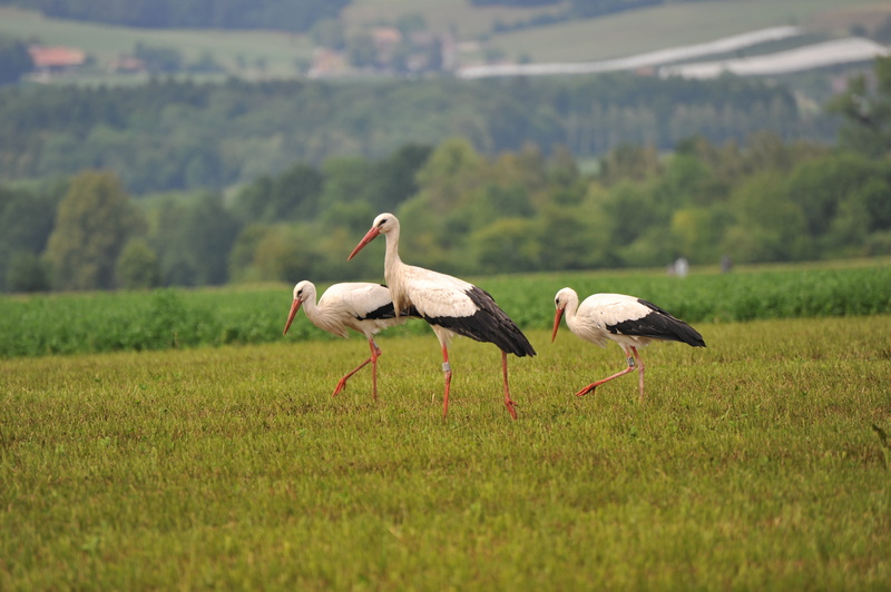 4K, meadow, three, white stork, land, group of animals, no people, nature, animal wildlife, birds, animals in the wild, mouth open, black, animal themes