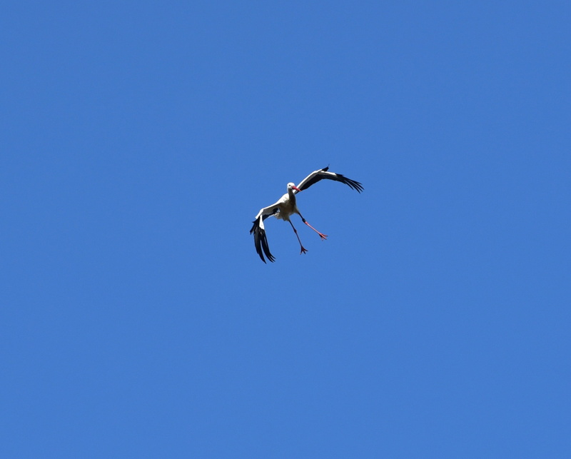 feather, adebar, animal body part, nature, blue, outdoors, clear sky, stork, flying, black white, one animal, day, fly, sky, low angle view, mid-air, animal wing