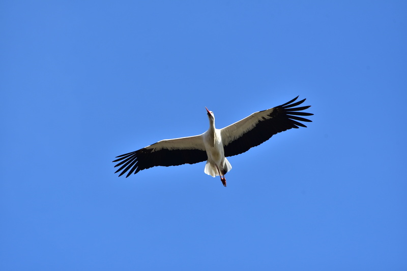 low angle view, nature, day, one animal, outdoors, blue, motion, large beak, fly, no people, animal, animals in the wild, rattle stork, animal themes, bill