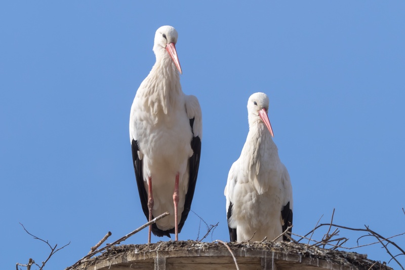 animal family, two animals, animal themes, day, perching, beak, rattle stork, white color, animal wildlife, vertebrate, animals in the wild, 2K, feather
