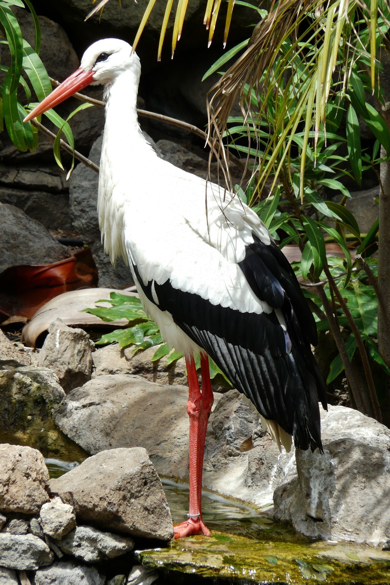 vertebrate, no people, animal, stork, adebar, beak, day, plant, lake, return, bird, white color, nature, wildlife photography, solid, baby messenger, 2K