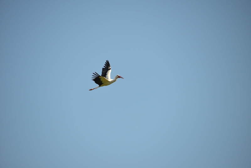 5K, wildlife, rattle stork, animals In The Wild, outdoors, no people, low angle view, nature, copy space, bird, white stork, flight, motion, one animal