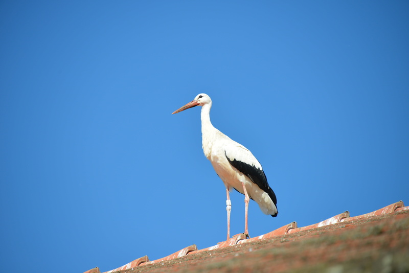 animal wildlife, outdoors, roof, animals in the wild, animal Nest, copy space, beak, wildlife, leg, perching, nature, low angle view, sky, stork, one animal