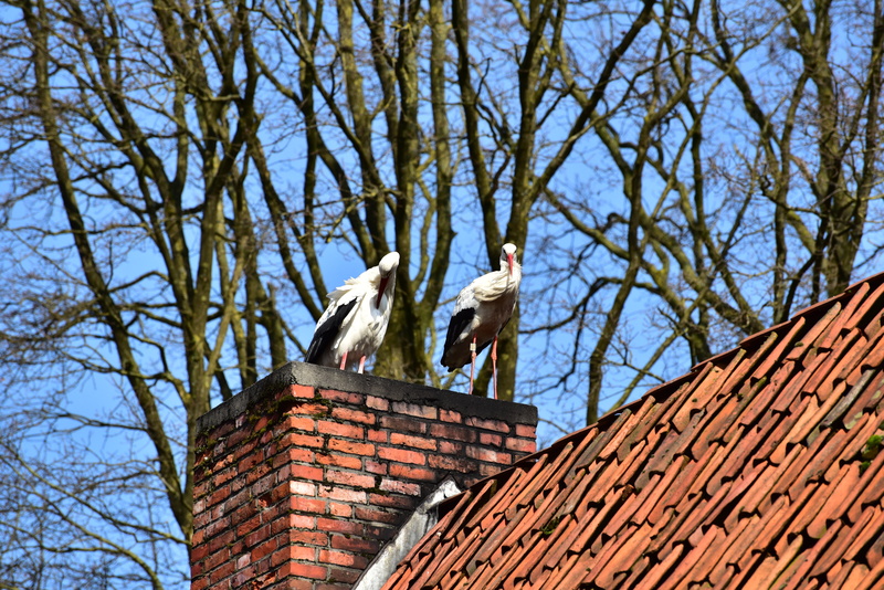 day, bird, tree, no people, low angle view, bill, elegant, pride, black white, 5K, rattle stork, one animal, animal themes, built structure, animal, animals in the wild