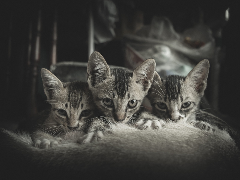 animal, group of animals, young animal, mammal, indoors, domestic animals, close-up, no people, suckle, dramatic, innocence, two animals, animal themes