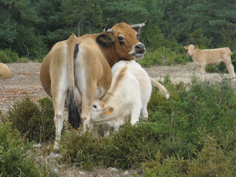 field, grass, day, cattle, growth, domestic, agriculture, group of animals, mammal, pets, animal themes, domestic animals, cow, livestock, animal family
