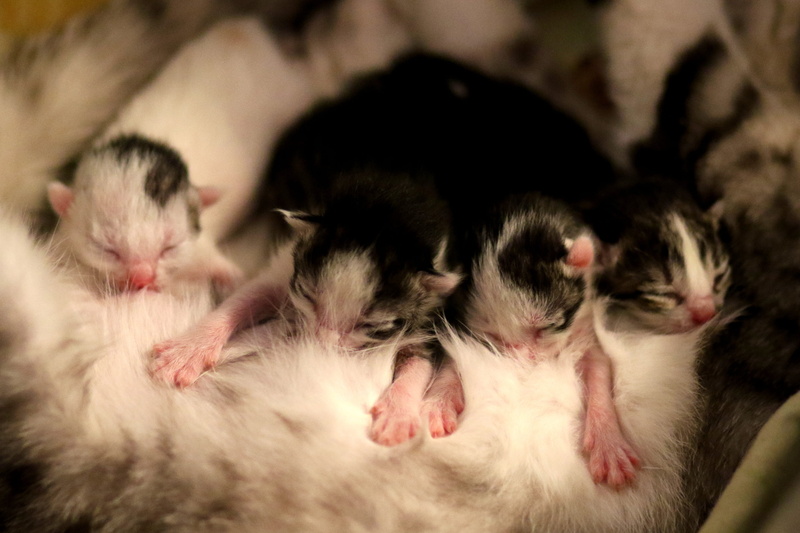 4K, breastfeeding, mammal, small, domestic cat, animal themes, domestic, no people, new born, group of animals, indoors, eyes closed, togetherness, kitten