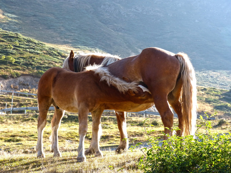 day, val daran, herbivorous, one animal, port of the bonaigua, outdoors, animal wildlife, land, colt, no people, horse, field, mammal, animal, livestock