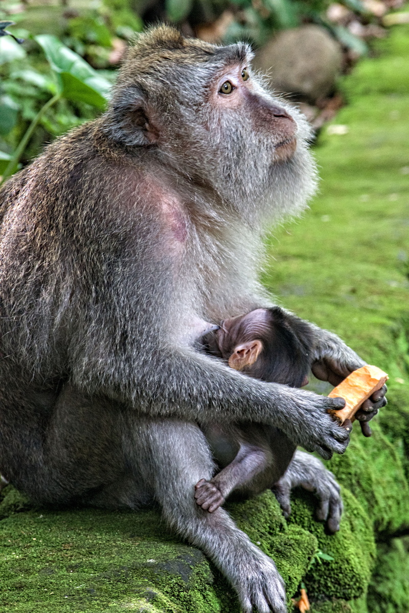parent, wildlife, 5K, fur, monkey, young, day, people, holding, mammal, mum, full length, sacred monkey forest sanctuary, focus on foreground, indonesia