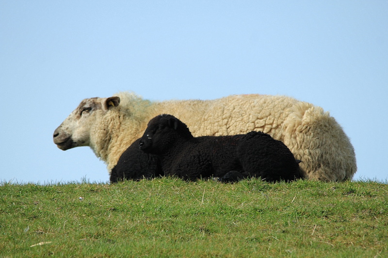 lamb, mammal, black and white, vertebrate, relaxation, 5K, domestic sheep, grass, no people, happy, one animal, young animal, livestock, animals in the wild