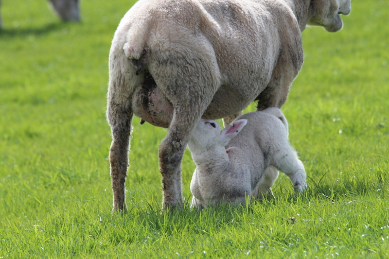 animals, grazing, breastfeeding, group of animals, land, livestock, lamb, grass, domestic, ewes, domestic sheep, pets, green color, mammal, no people, 5K