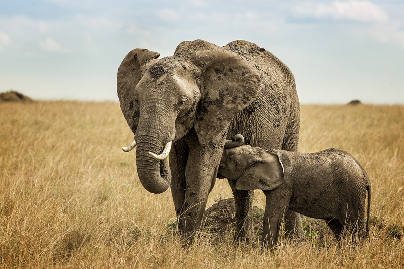 horizon, the sky, clouds, elephants, 1080P, breastfeeding, Savannah