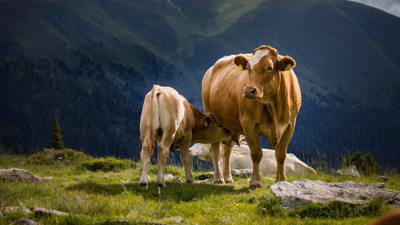 udder, breastfeeding, cow, mother, calf, nature, cub, bull, 4K, mountains, sucker, Alps, baby, breast milk