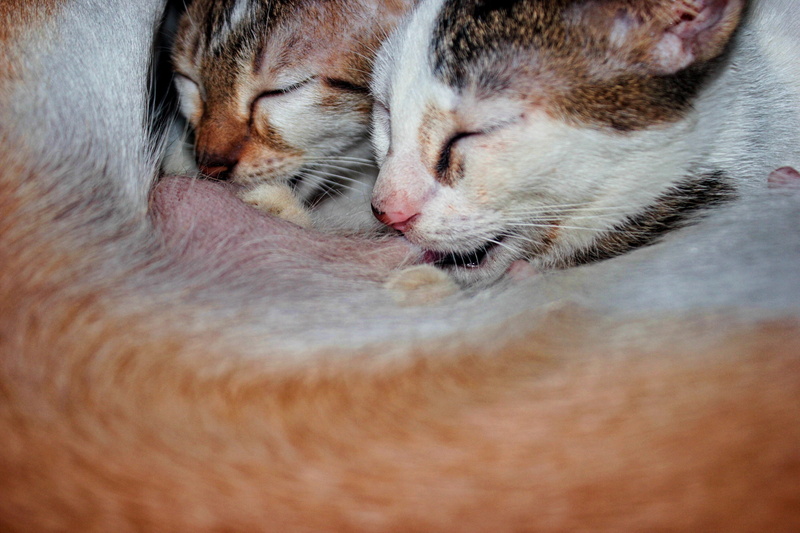 breast feed, domestic cat, animal head, resting, pets, no people, two cats, domestic, breast feeding, cats breastfeeding, animal themes, cats, cat, feline