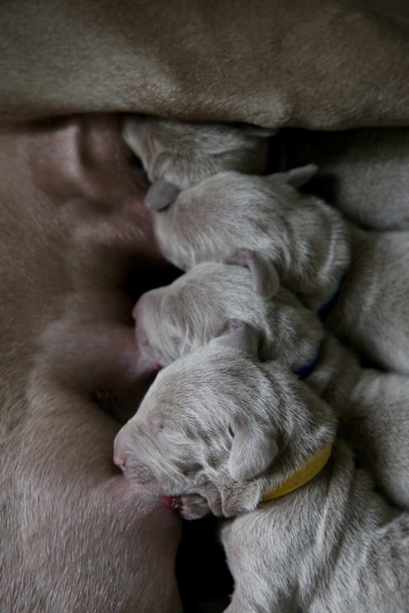 canine, cat, blanket, snout, puppy, breastfeeding, close-up, indoors, domestic animals, young animal, resting, animal leg, pet, kitten, animal family, mammal