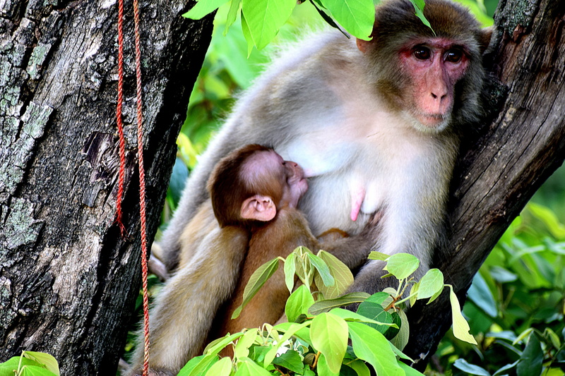 baby, evolution, group of animals, ape, animal themes, young, wild, mother, cute, no people, family, tree, day, animal family, leaf, wildlife, nature, mammal