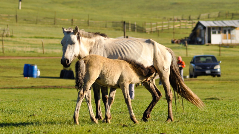 outdoors, field, nature, horse, mammal, ranch, animal, Foal, pets, land, farm, mongolia, young, rural scene, livestock, Mare, environment, agriculture